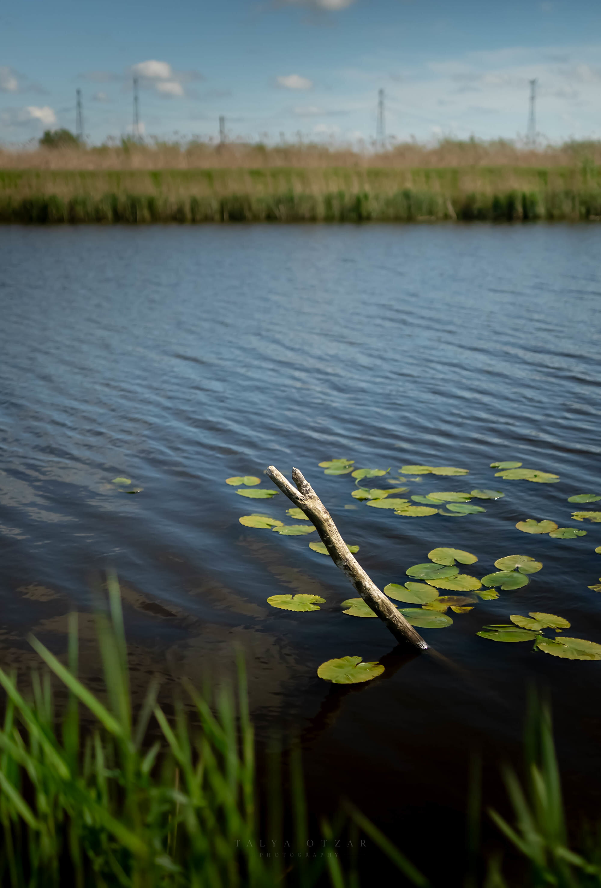 A bare branch standing out of a lily-covered canal, reeds and pylons beyond