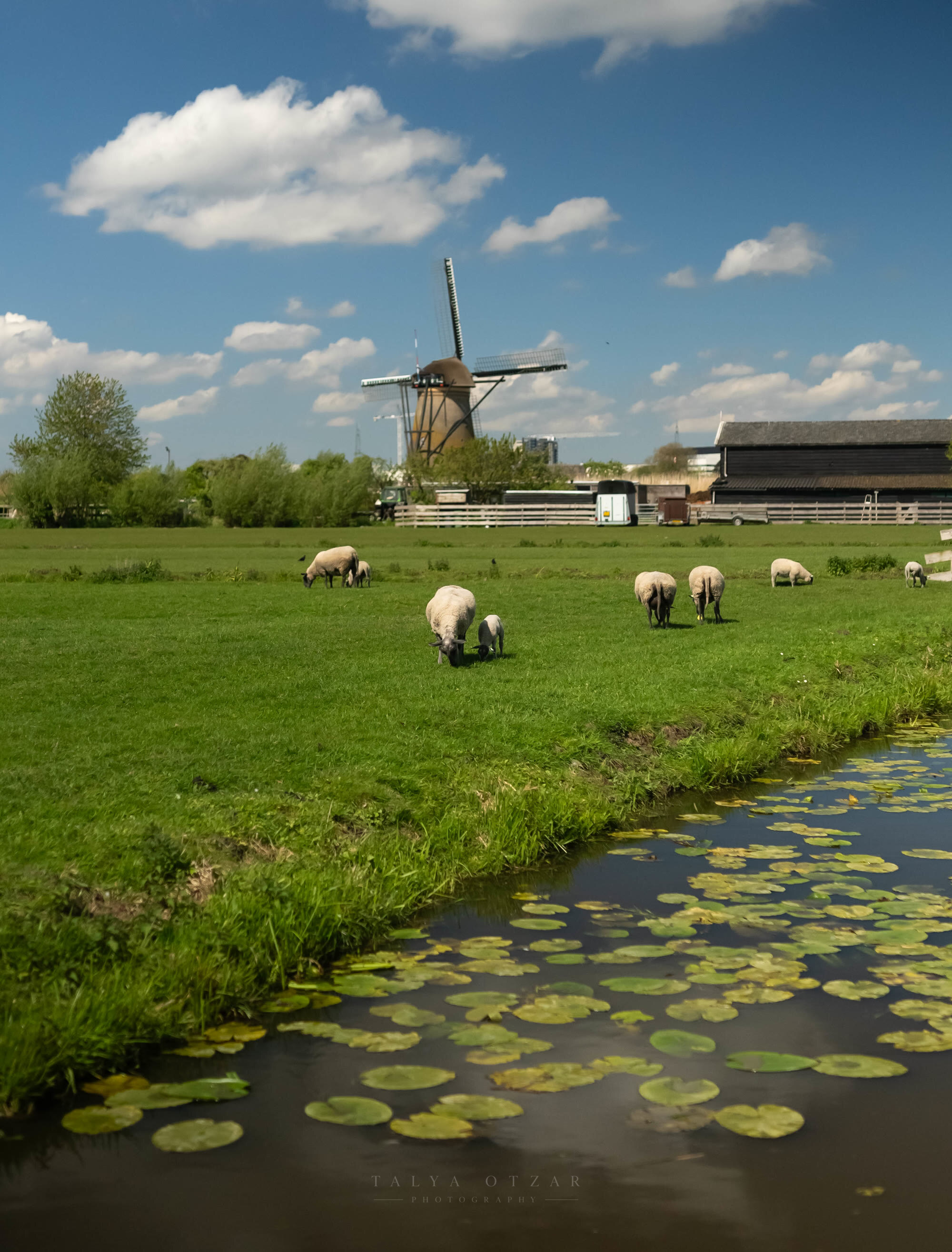Sheep grazing beside a lily-filled ditch with a windmill turning behind