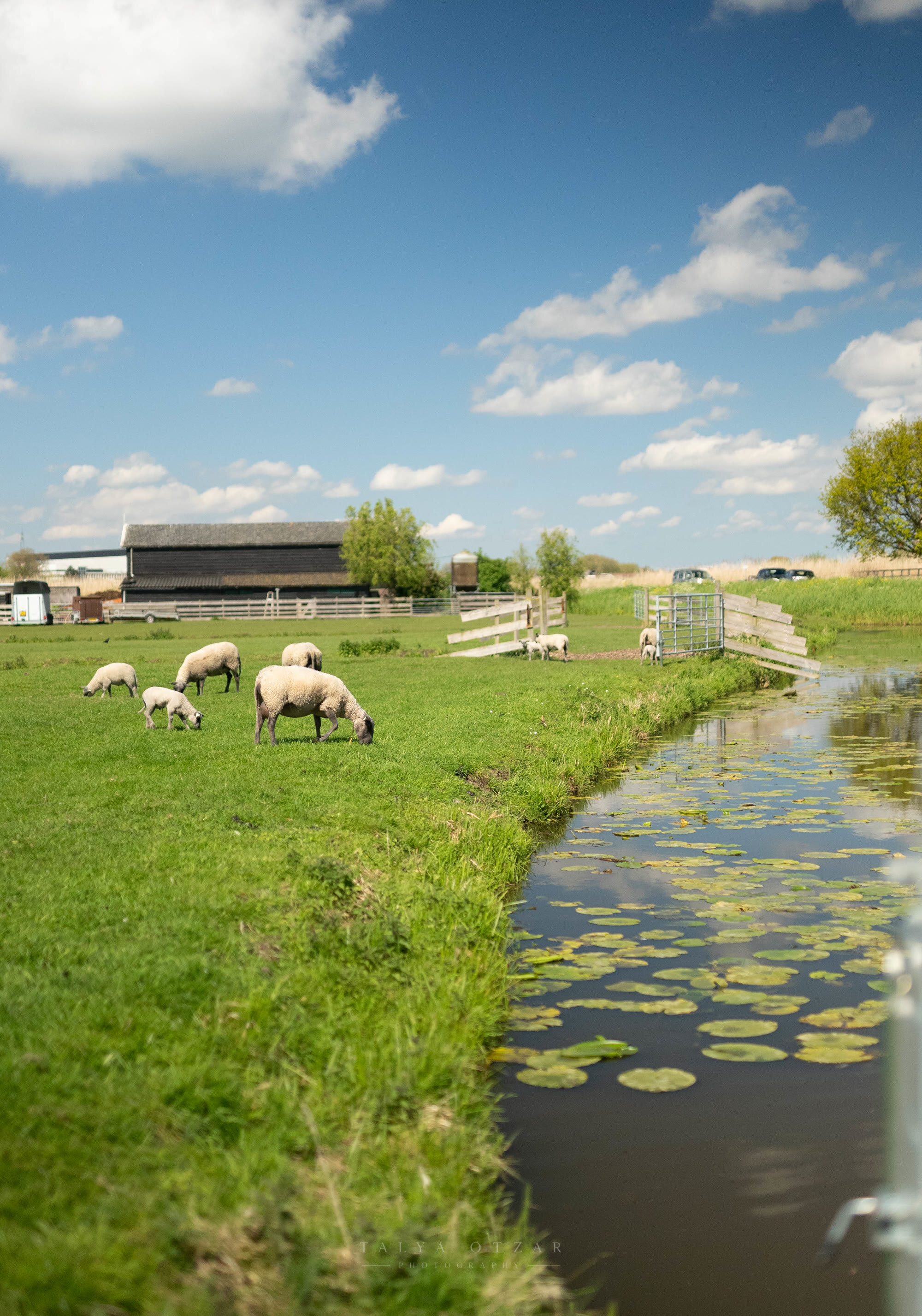 Ewes and lambs in a green meadow beside the water, a black barn behind