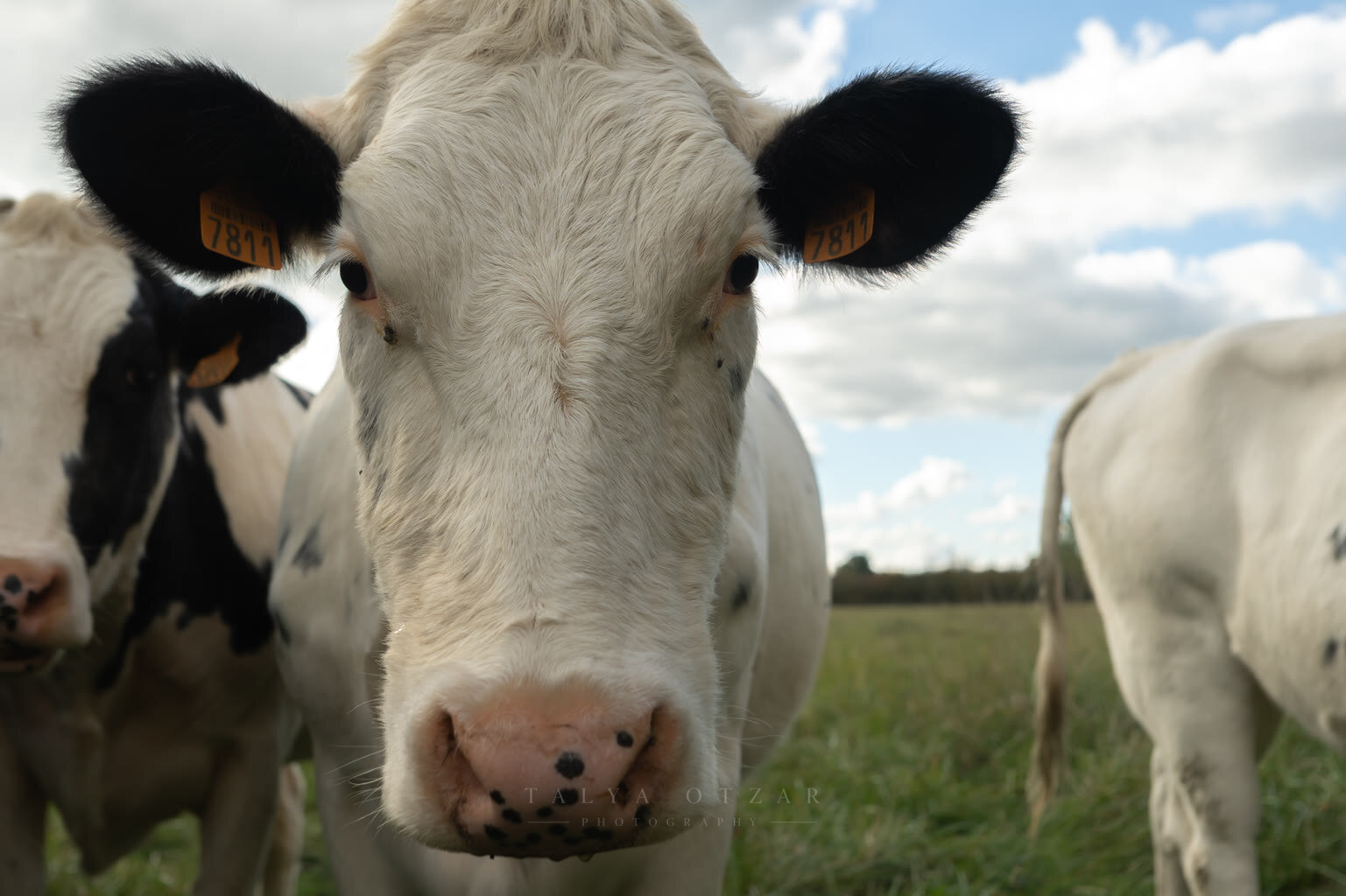 A cow looking straight into the lens in a green field