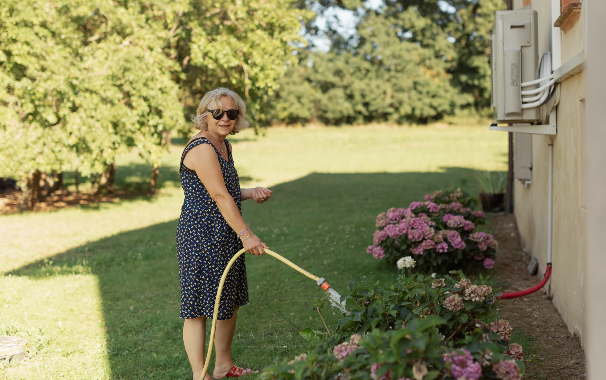 A woman watering the hydrangeas with a hose in the evening light