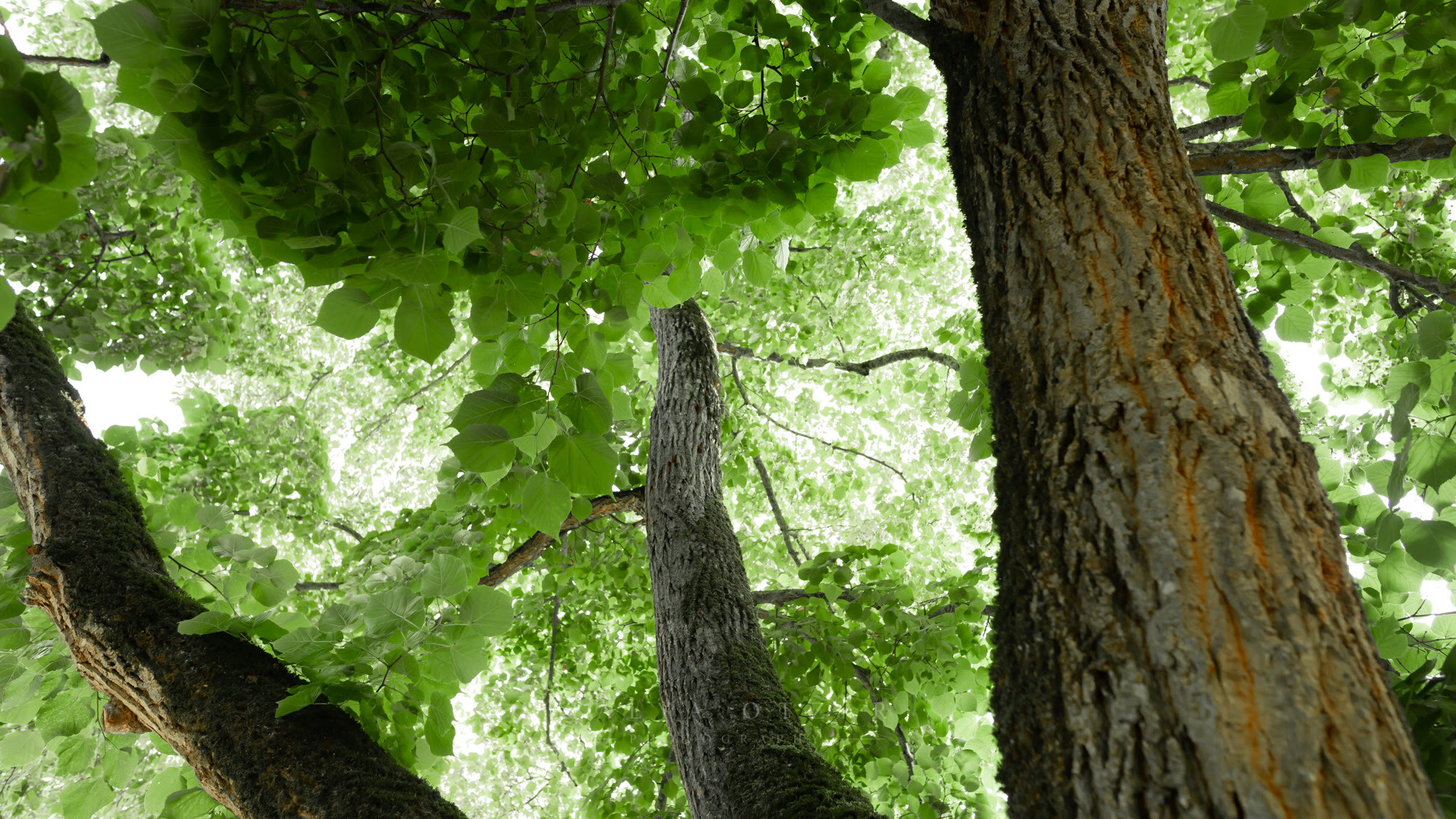 Looking up into the canopy of a big tree in full leaf