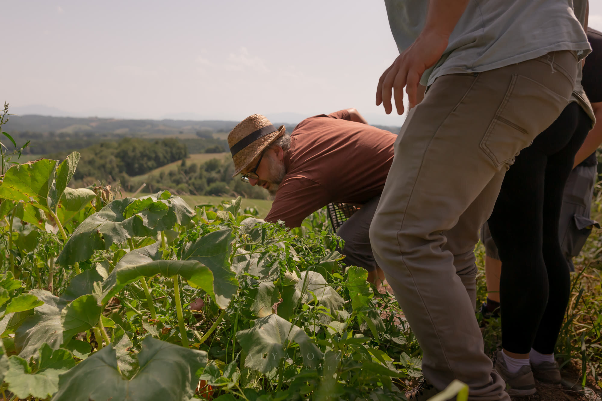 Picking courgettes in the field, the hills stretching out behind