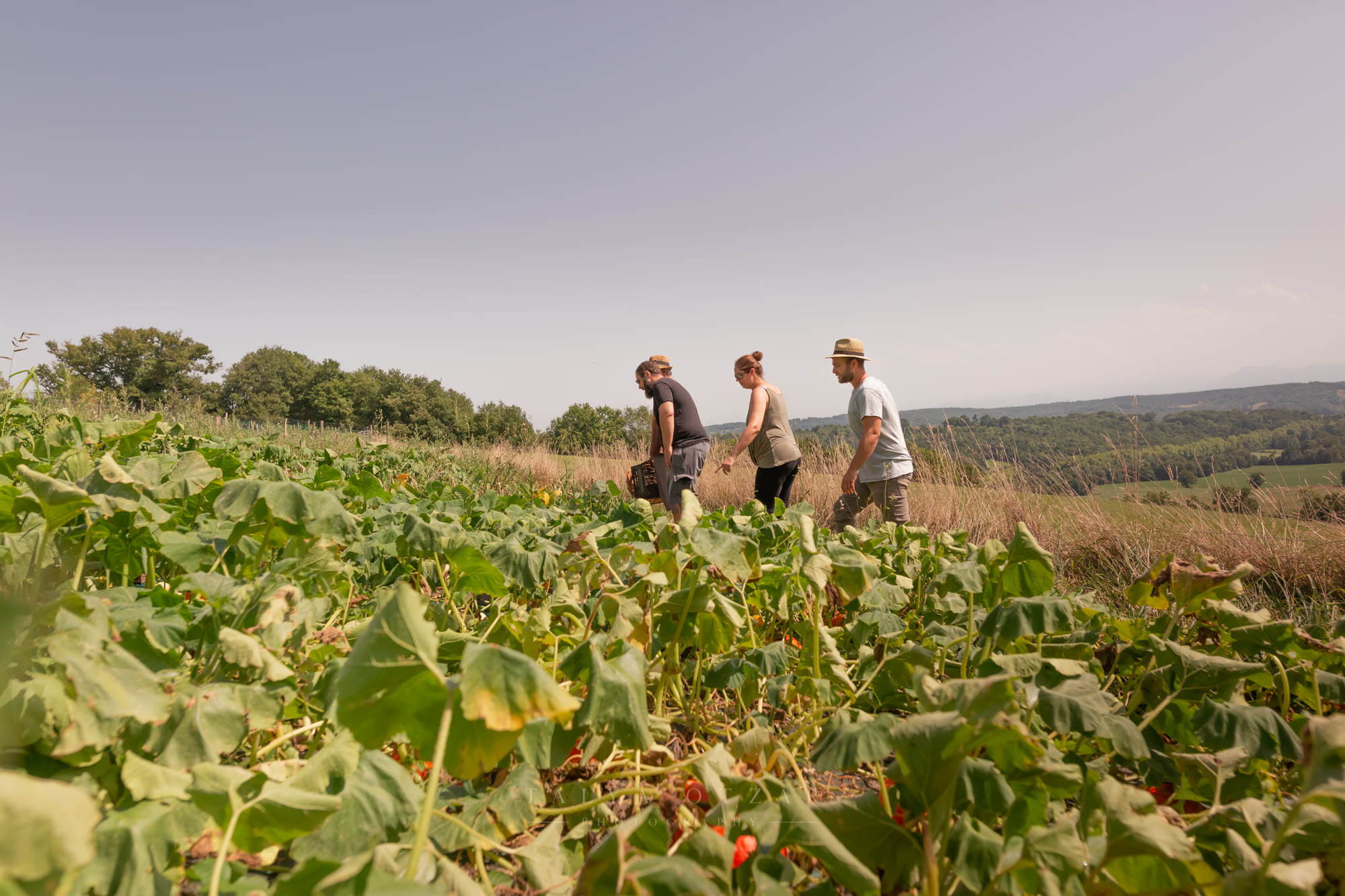 Three people walking the edge of a field of squash under a pale sky