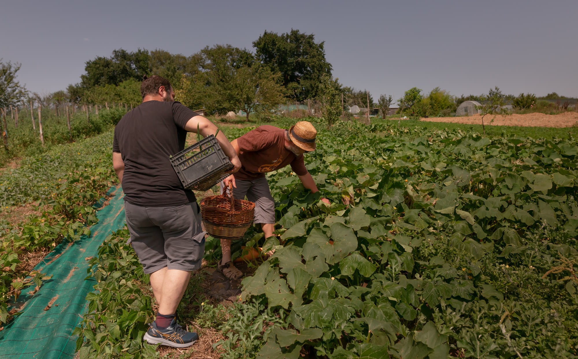 Two people harvesting cucumbers with a crate and a wicker basket