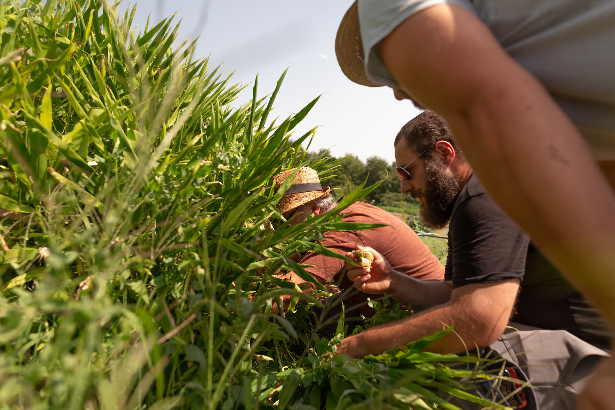 Two men picking among the tall green rows in the midday sun