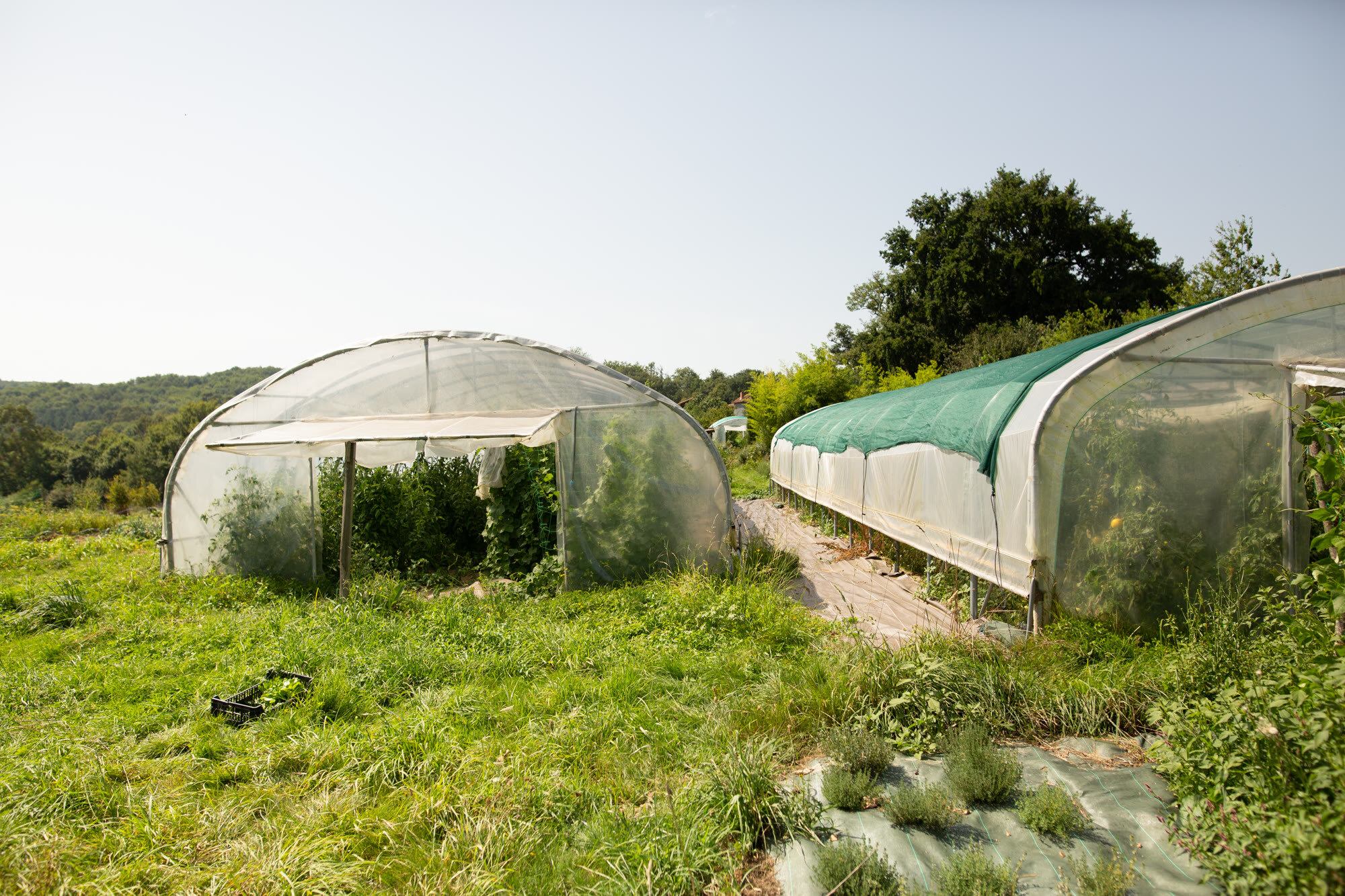 Two polytunnels standing in a field of rough grass