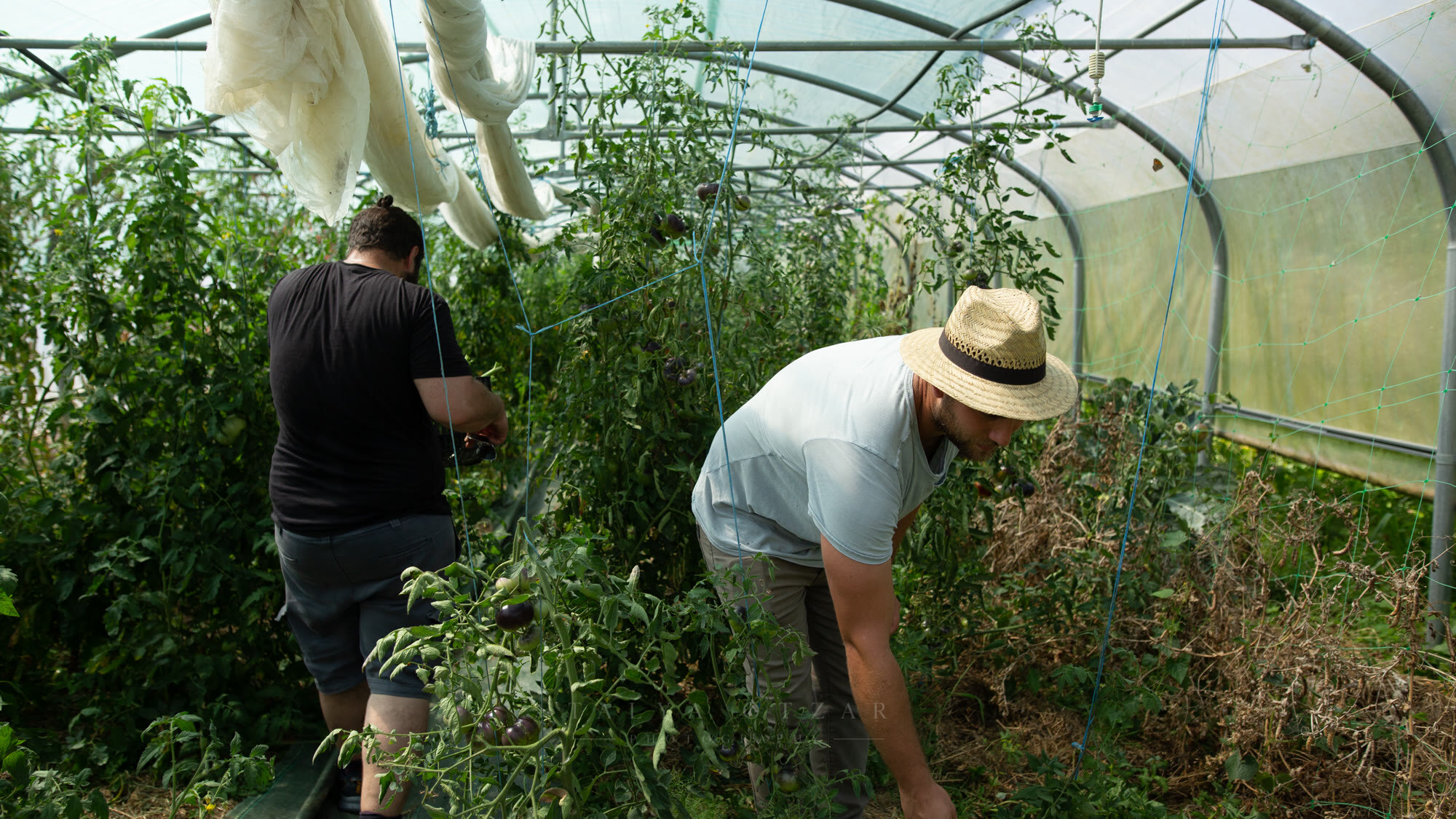 Two people picking tomatoes among the vines inside the polytunnel