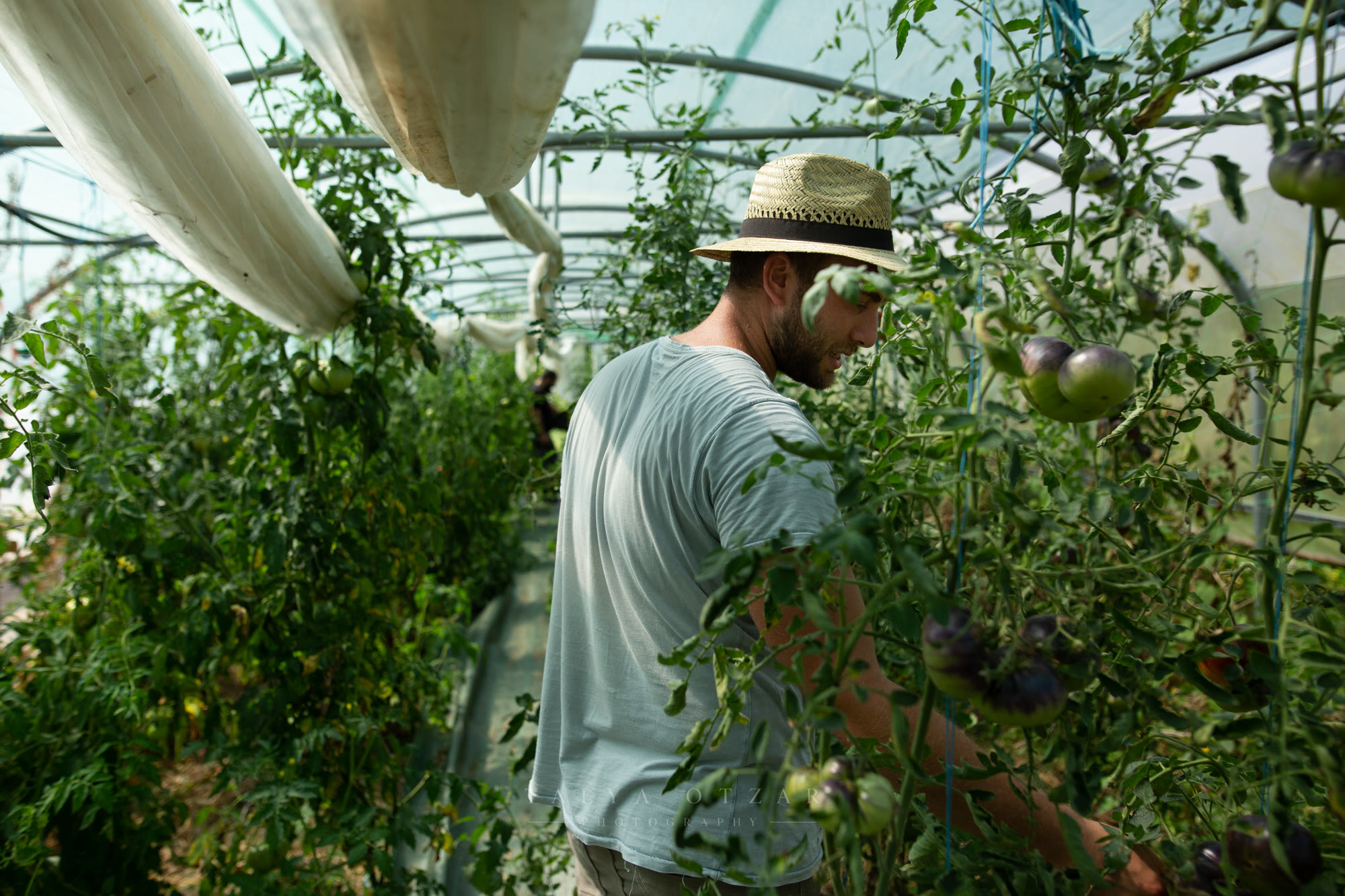 A grower in a straw hat working his way along the tomato vines