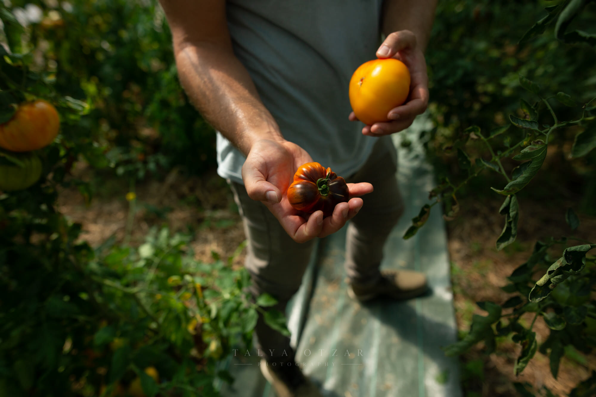Hands holding a yellow tomato and two dark heirloom tomatoes just picked