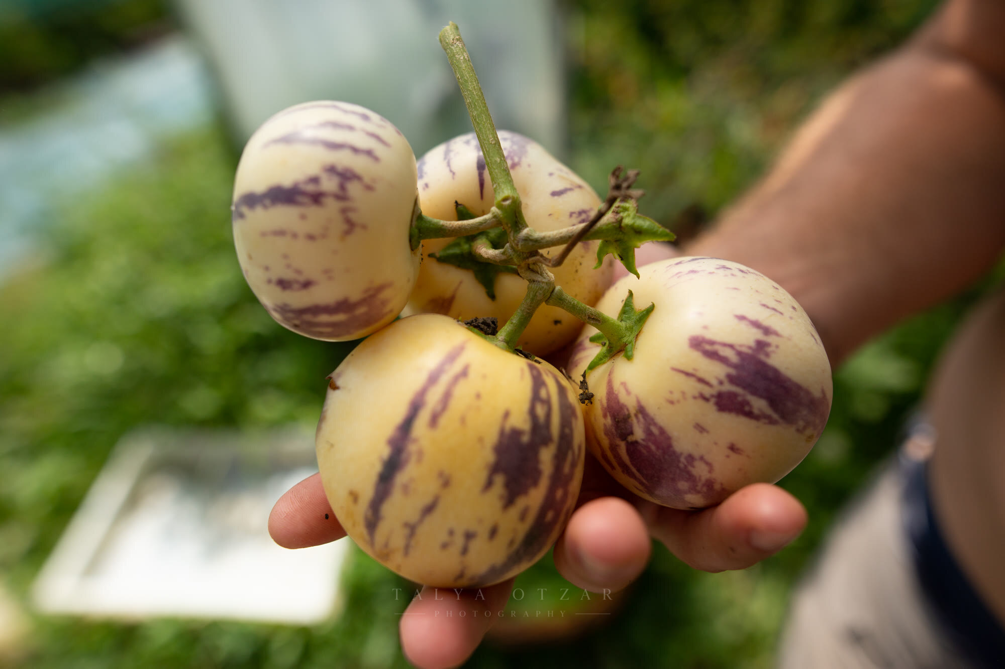 A handful of striped pepino melons still on the stem