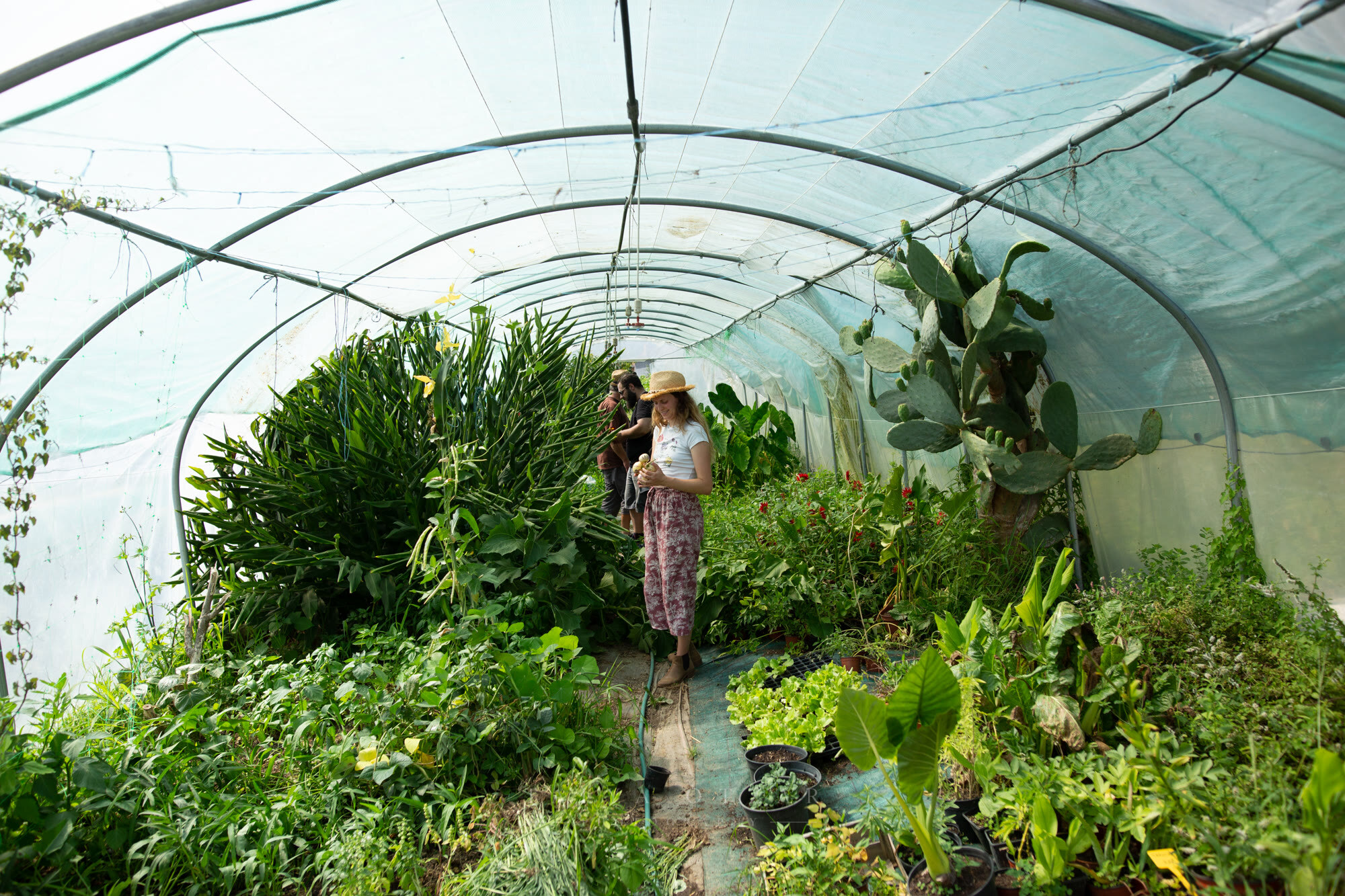A woman standing in a polytunnel planted thick with herbs and cactus