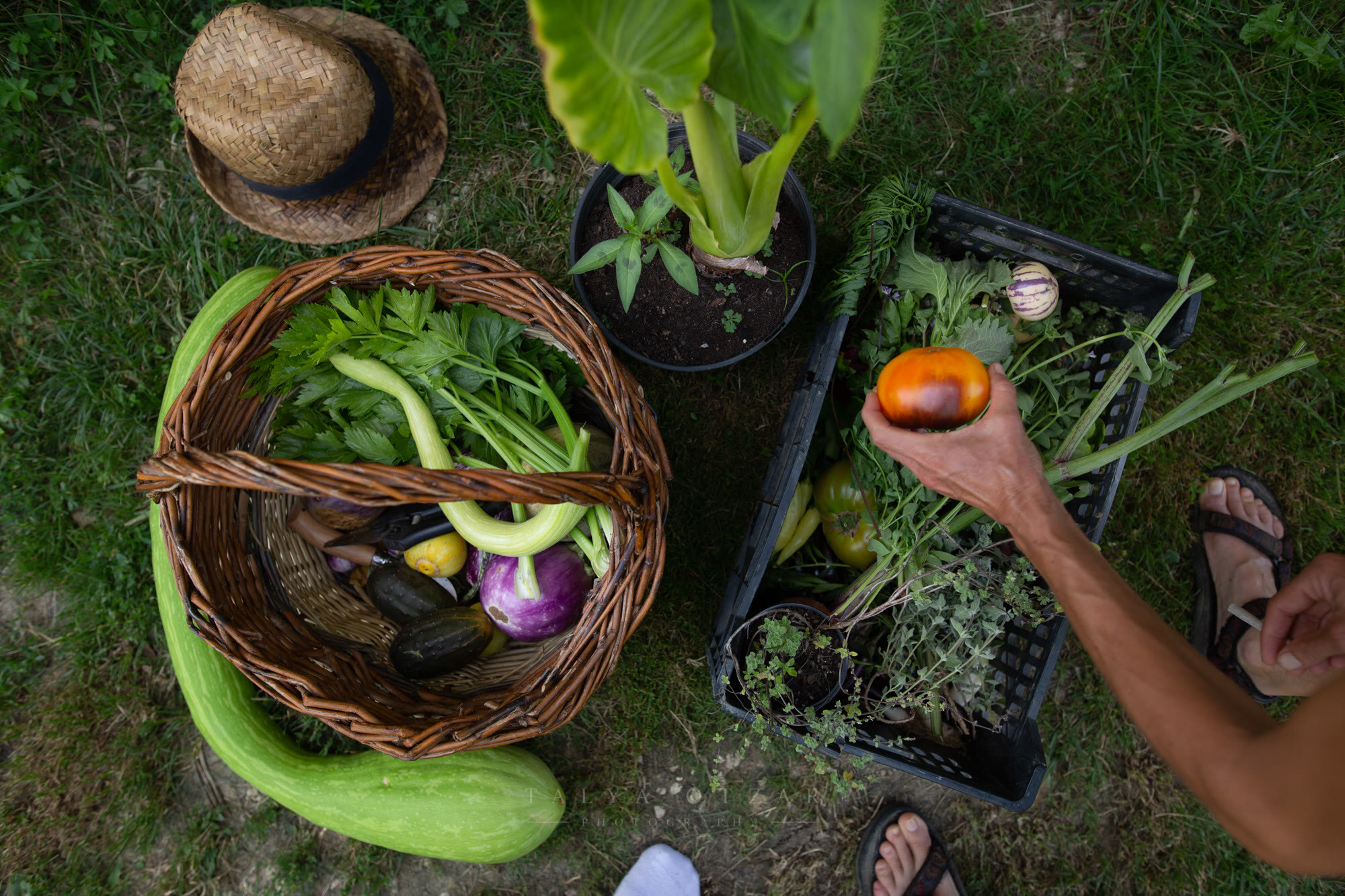 A straw hat, a basket of vegetables and a crate set down on the grass, seen from above
