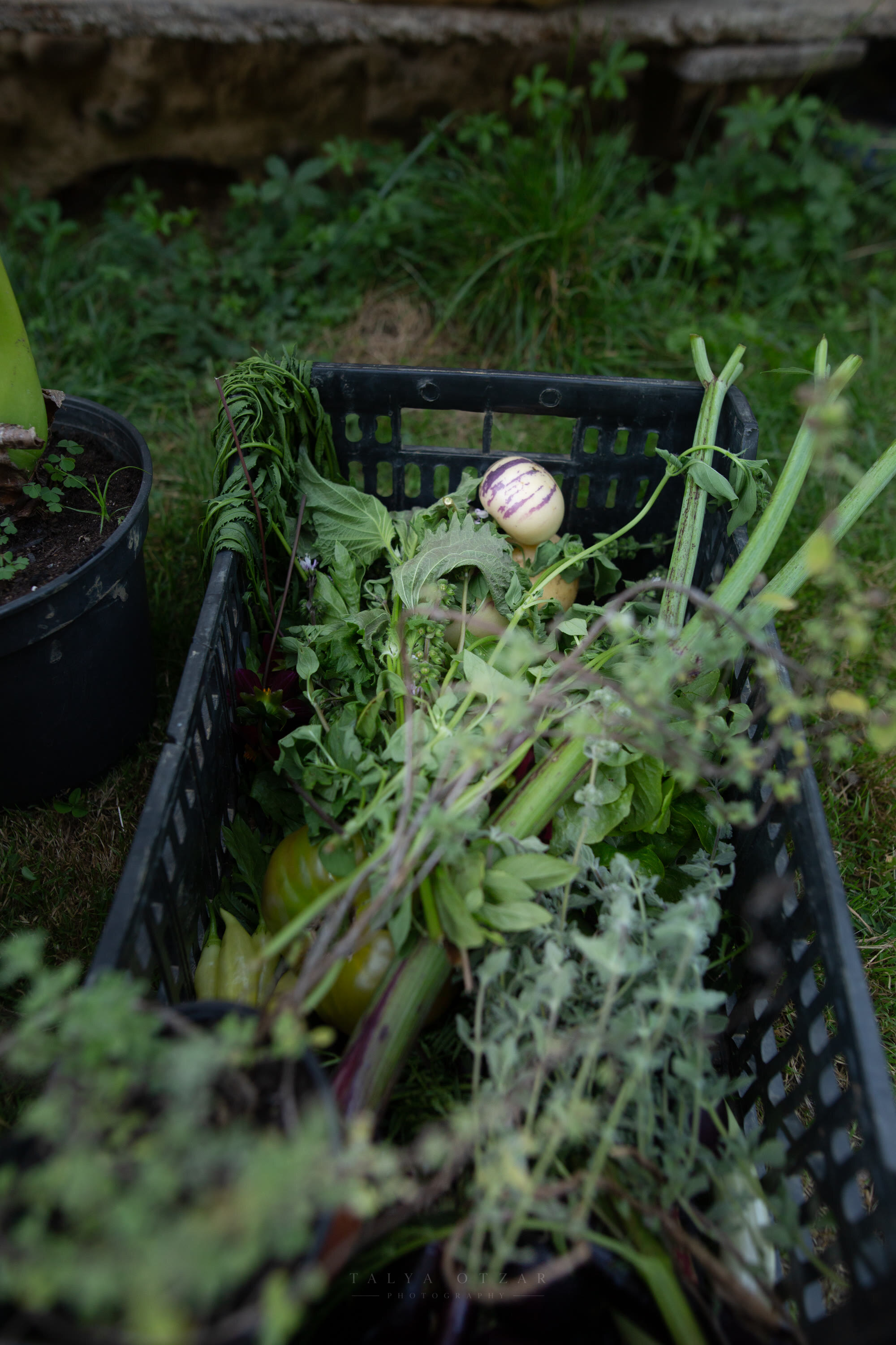 Crates of herbs, chard and pepino melons resting on the grass