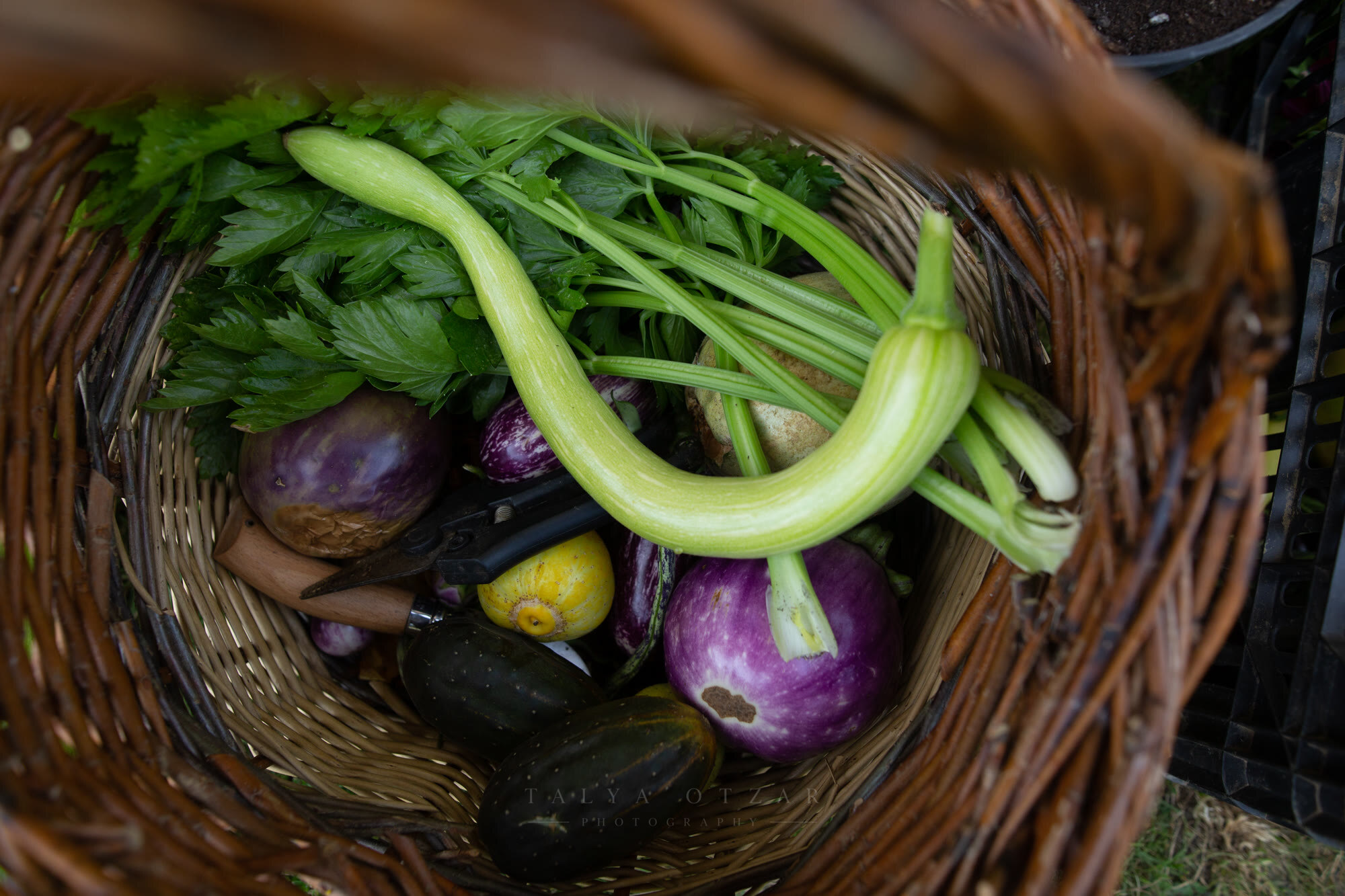A wicker basket of aubergines, courgettes and celery brought in from the field
