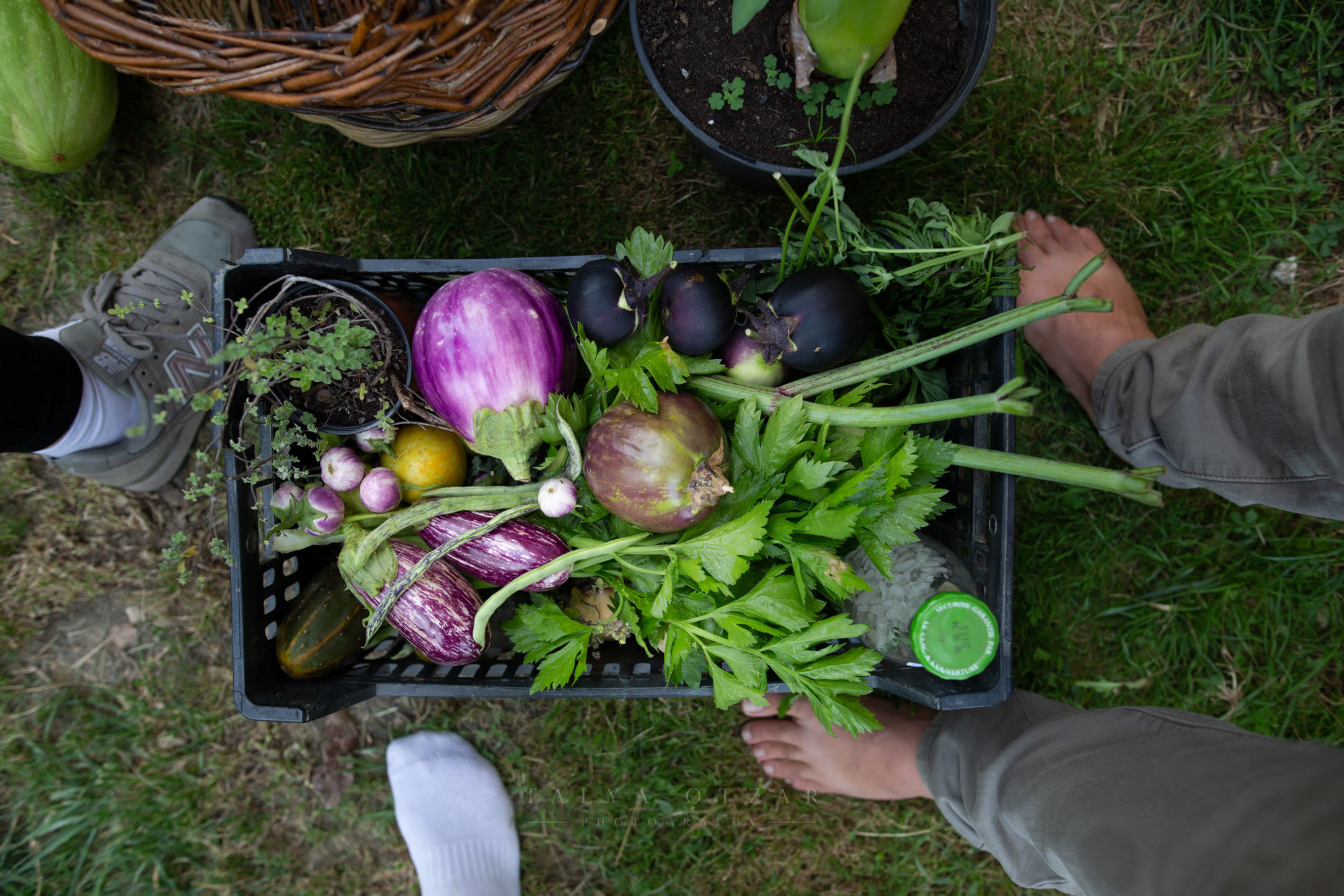 A crate of aubergines, celery and radishes carried barefoot across the grass
