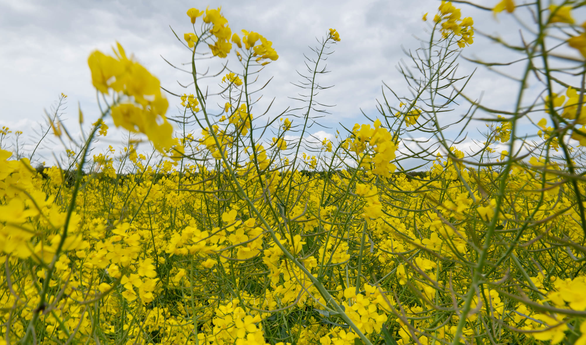 A field of oilseed rape in full yellow flower under a grey sky