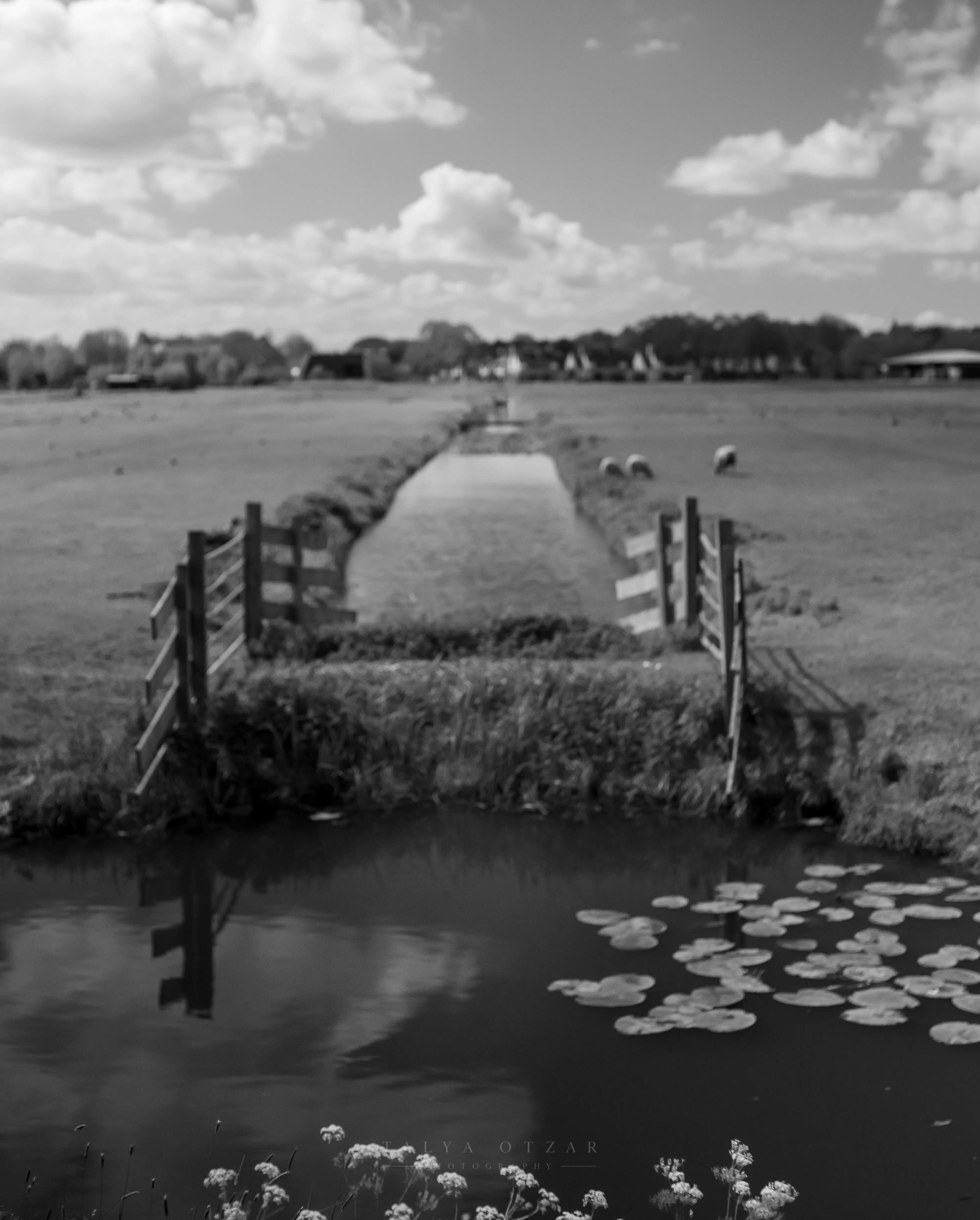 A wooden gate and a narrow water channel running across flat pasture
