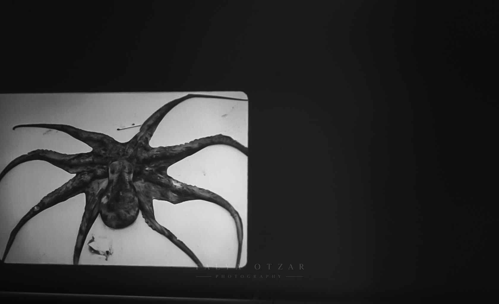 A preserved octopus lit in a museum display case