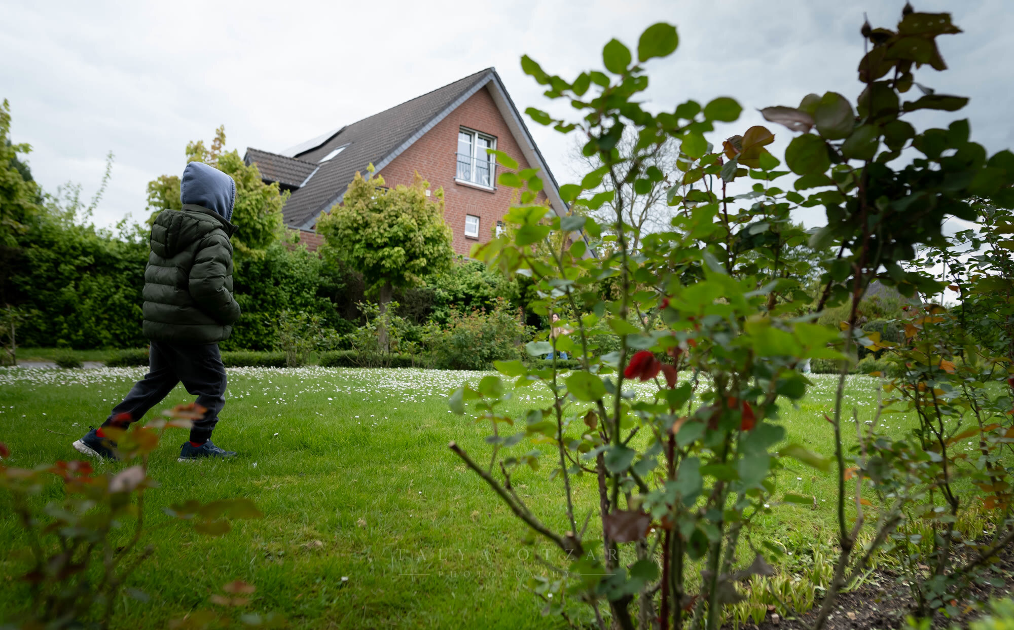 A child in a hooded coat crossing the lawn past a rose bush, a brick house behind
