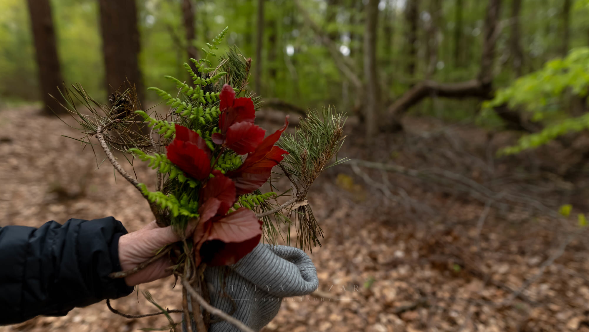 A hand holding a bunch of ferns, pine and red autumn leaves gathered in the wood