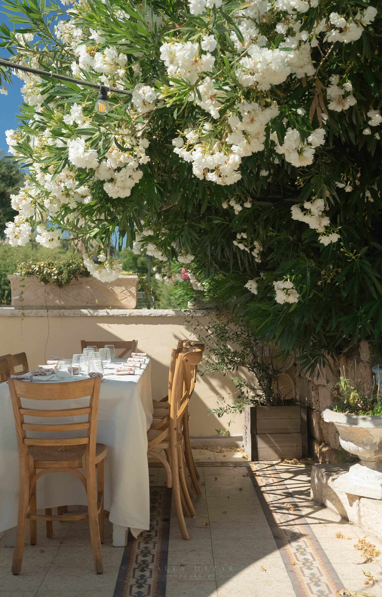 A table laid beneath a white oleander in full flower